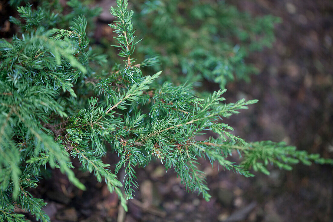 Juniperus communis 'Repanda'