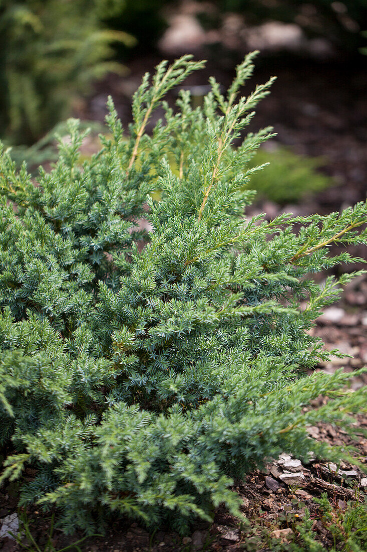 Juniperus horizontalis 'Andorra Compact', Germany