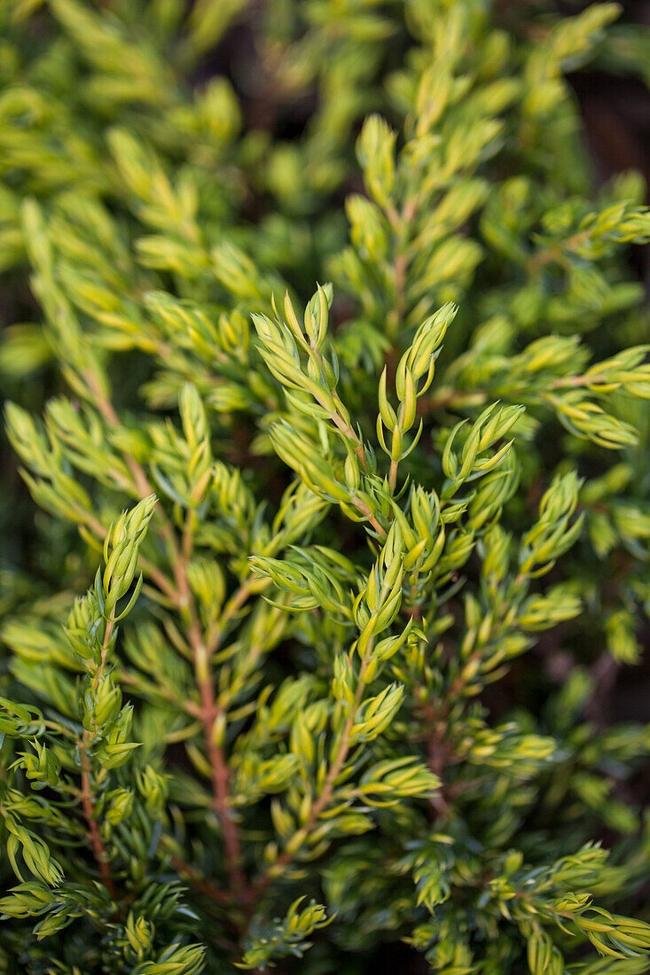 Juniperus communis 'Goldschatz' (Golden Treasure)