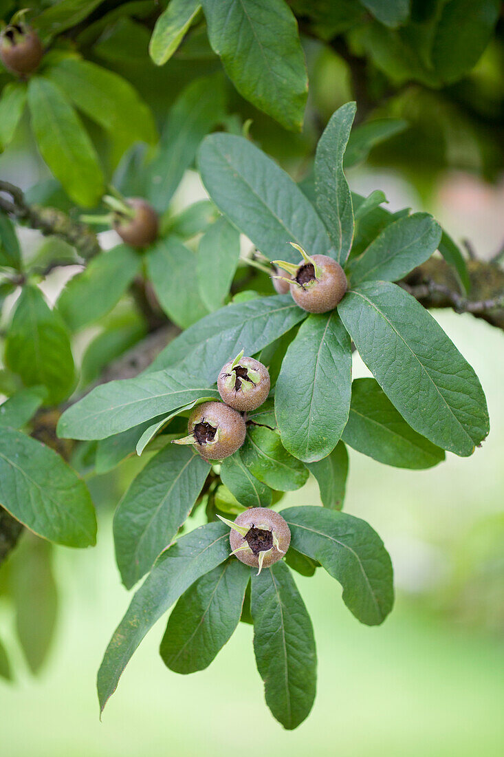 Mespilus germanica