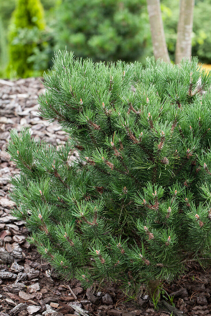 Pinus mugo 'Laurin'