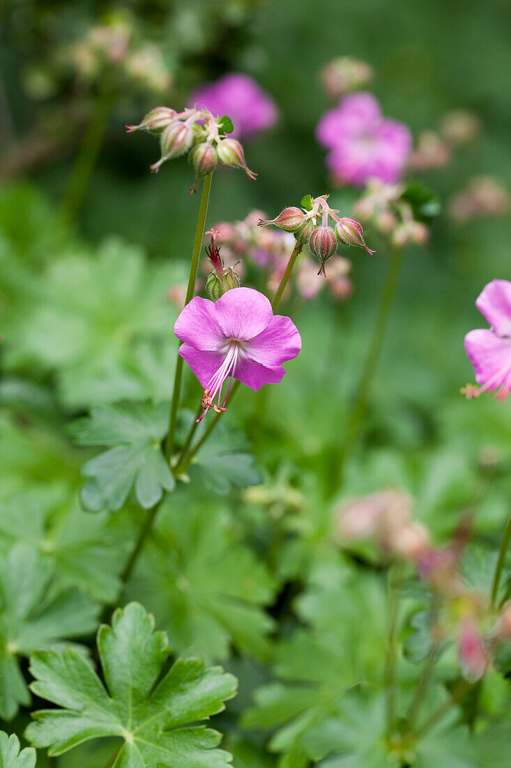 Geranium x cantabrigiense 'Berggarten' (Mountain Garden)