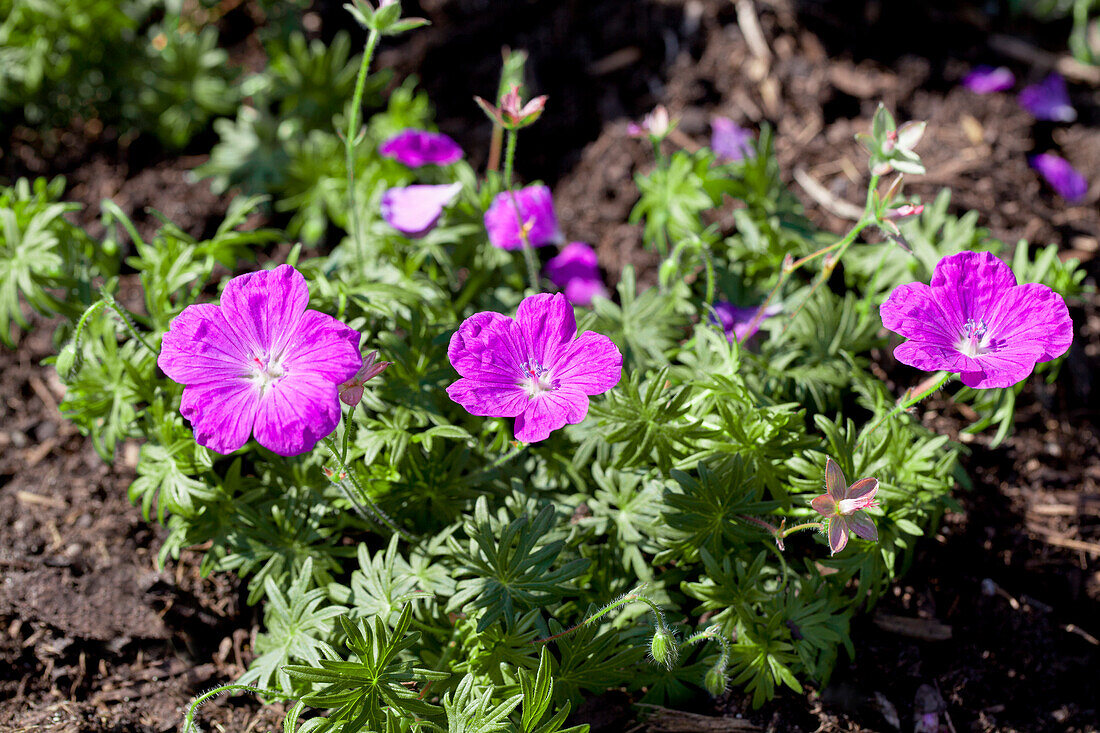 Geranium sanguineum 'Cedric Morris'