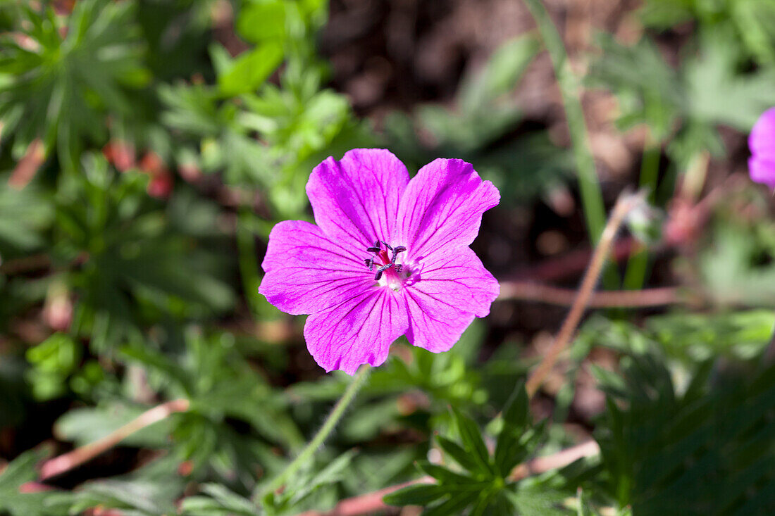 Geranium sanguineum 'Tiny Monster'