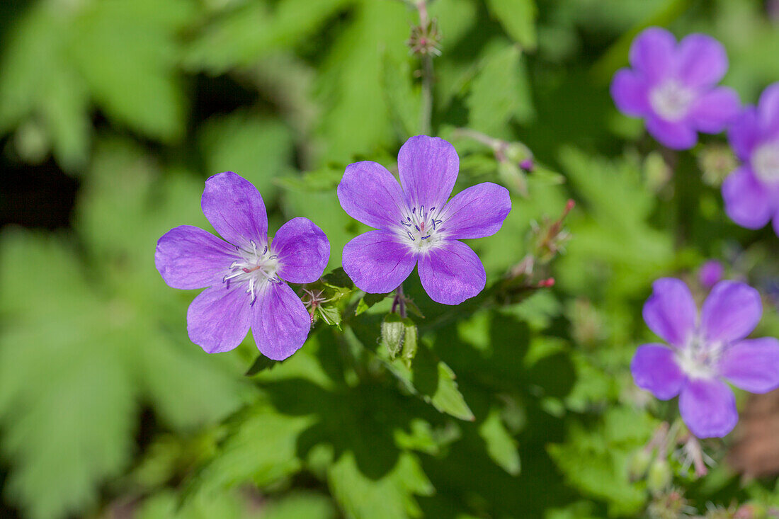 Geranium sylvaticum 'Mayflower'