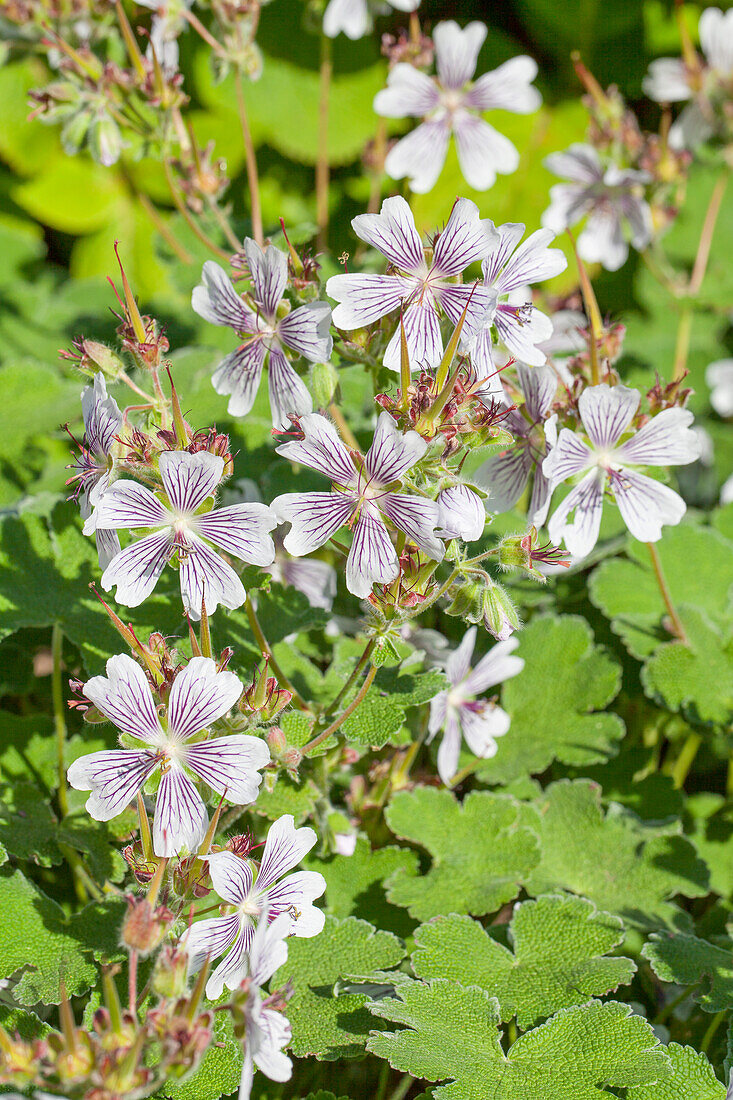 Geranium renardii