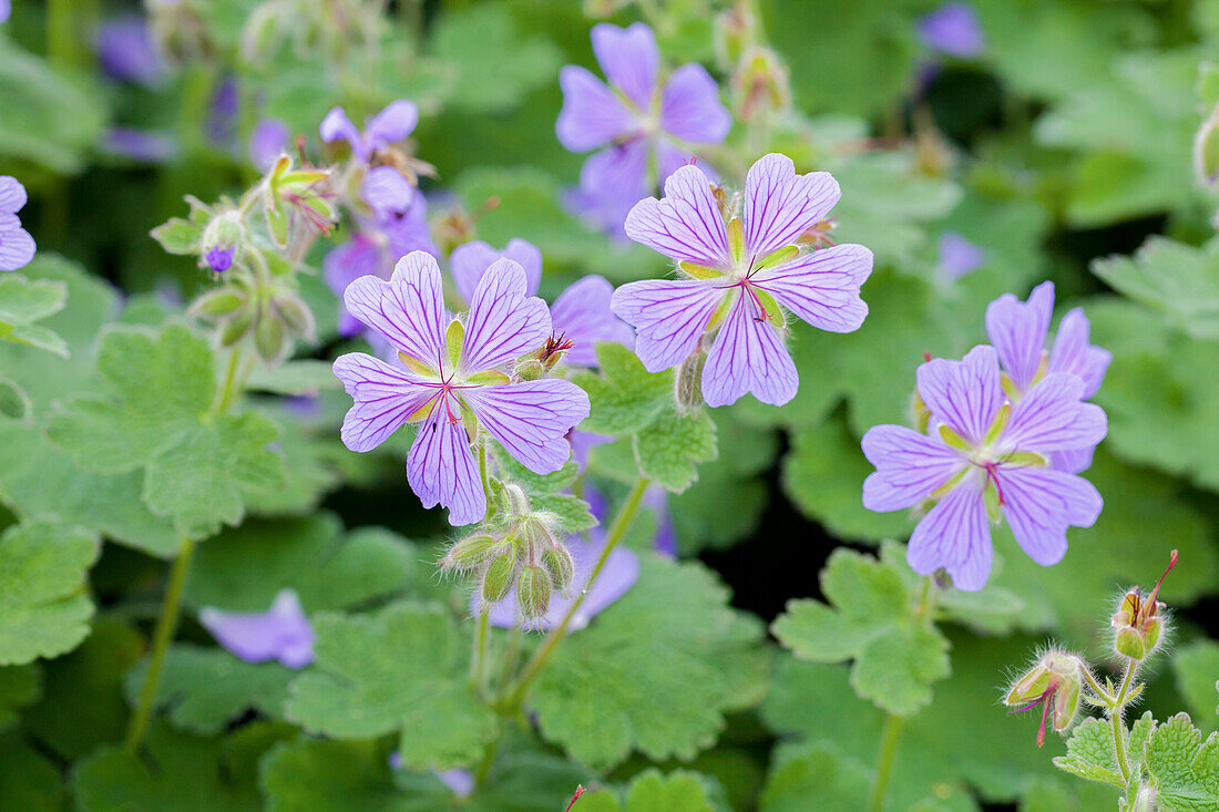 Geranium renardii