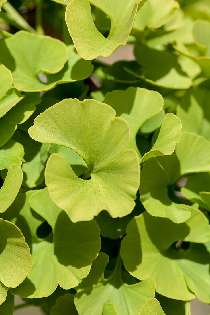 Ginkgo biloba 'Mariken'