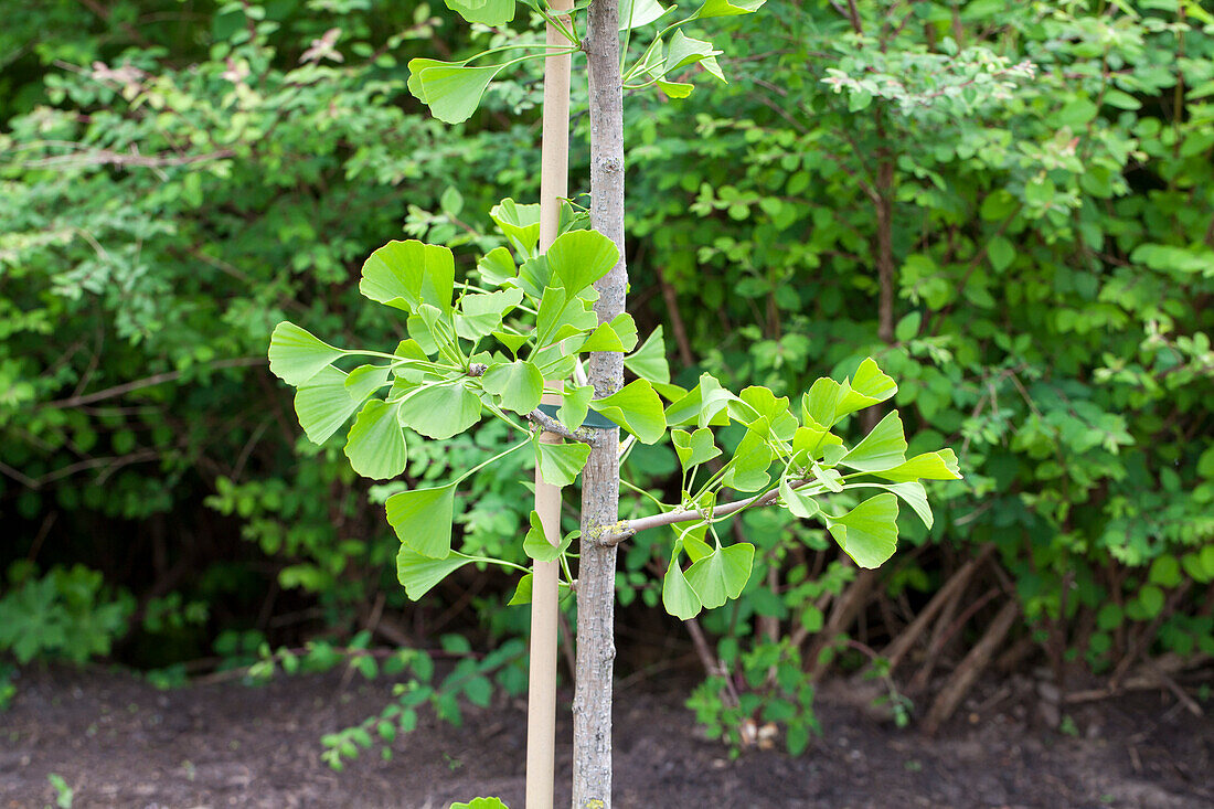 Ginkgo biloba Tremonia