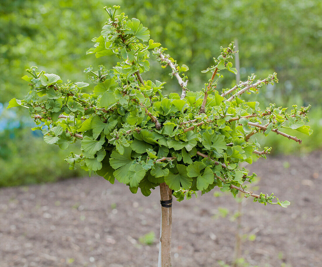 Ginkgo biloba 'Troll'