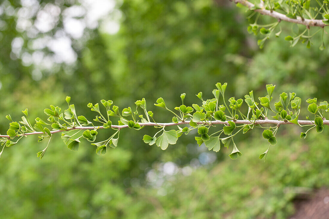 Ginkgo biloba 'Tubifolia'