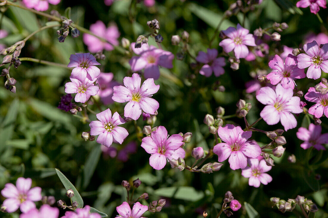 Gypsophila repens Rosea