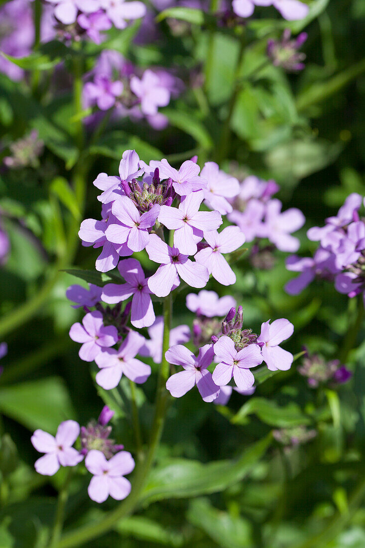 Hesperis matronalis