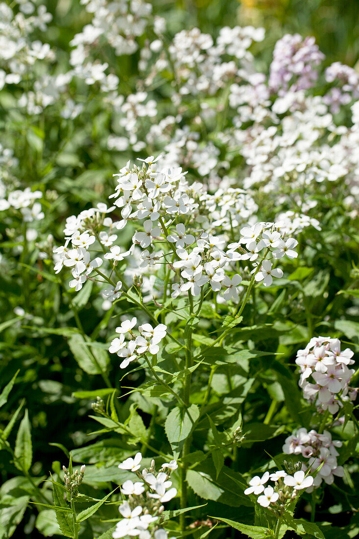 Hesperis matronalis Alba