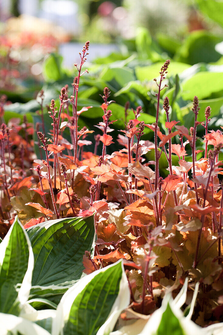 Heuchera 'Marmalade'(s)