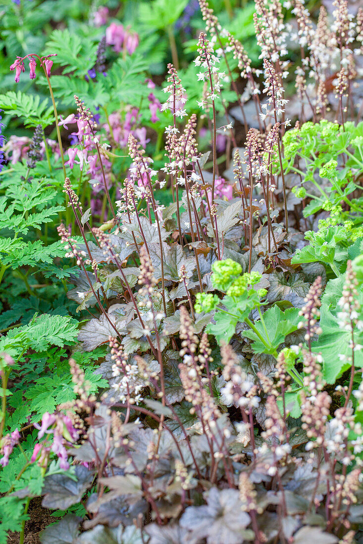 Heucherella Quicksilver