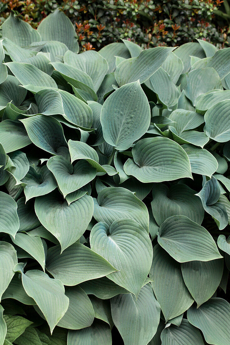 Hosta x fortunei