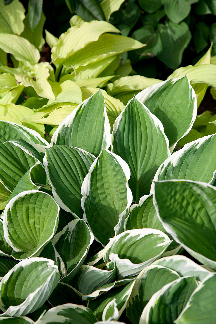 Hosta sieboldii