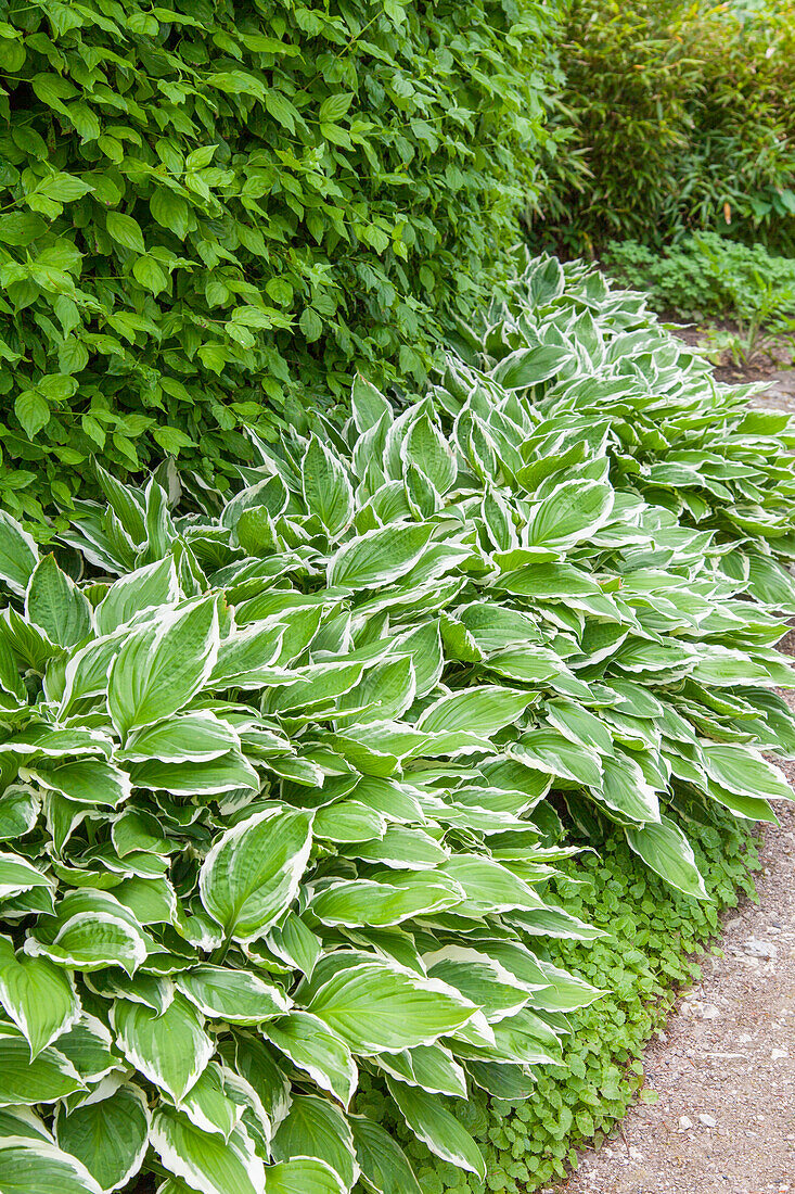 Hosta sieboldii