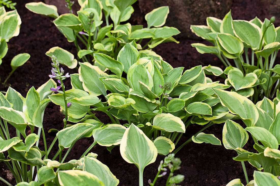 Hosta 'Golden Tiara