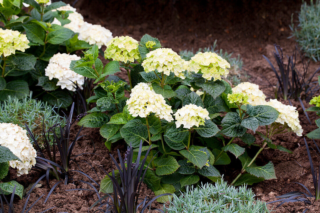 Hydrangea 'Endless Summer'® 'The Bride'