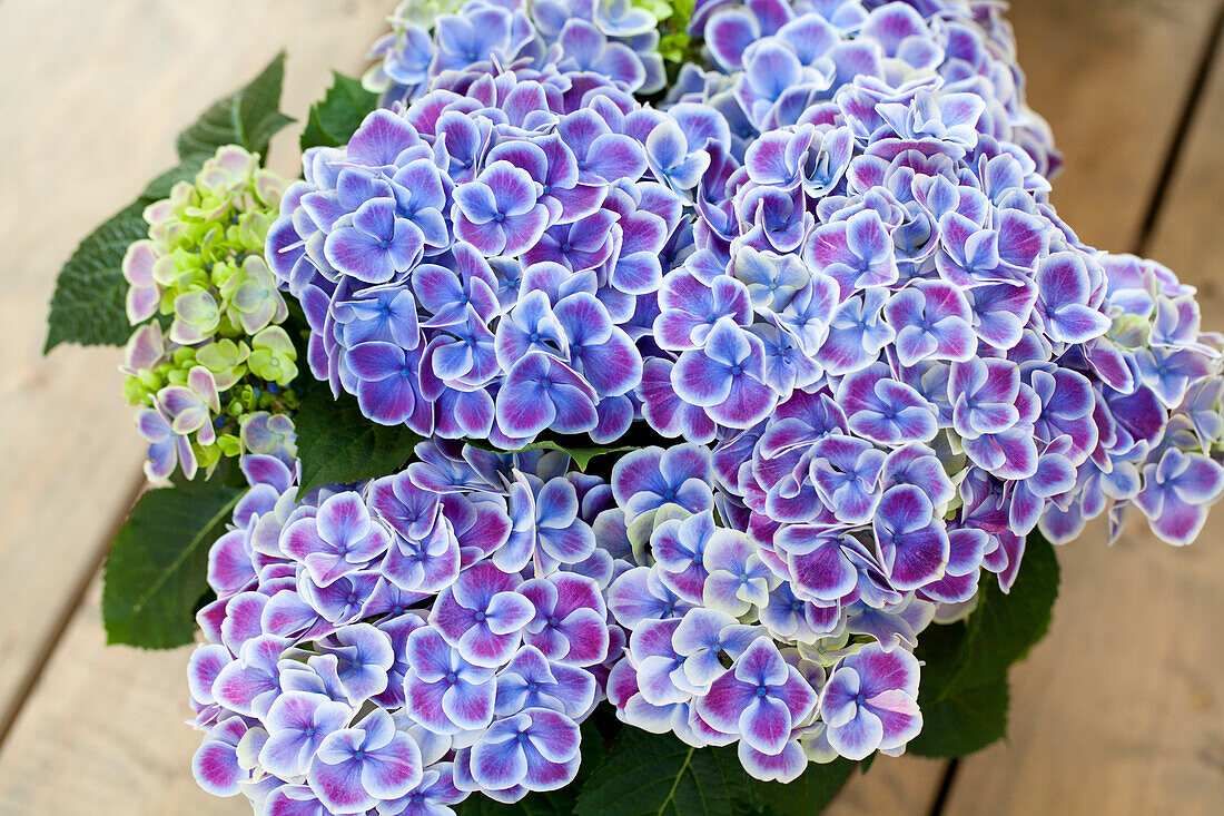 Hydrangea macrophylla, blau