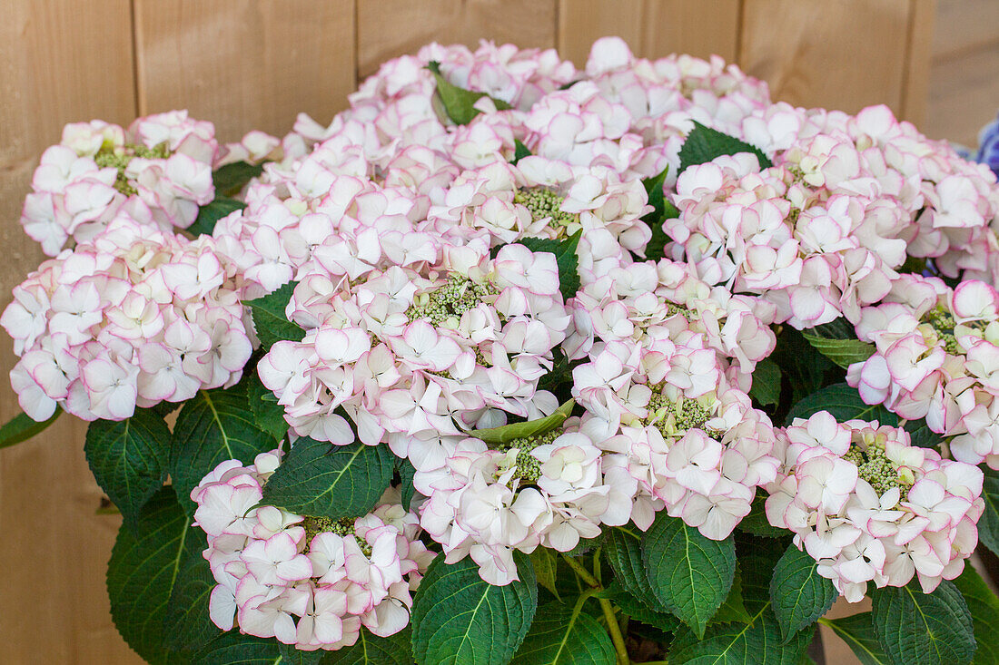 Hydrangea macrophylla, rosa