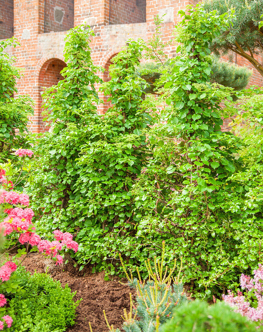 Hydrangea petiolaris