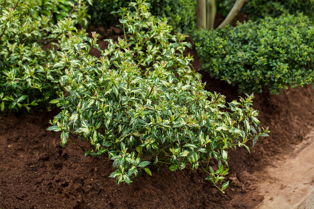 Ilex aquifolium 'White Cream'