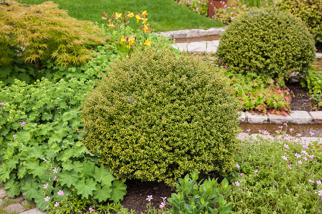 Ilex crenata 'Glorie Gem', Bonsai