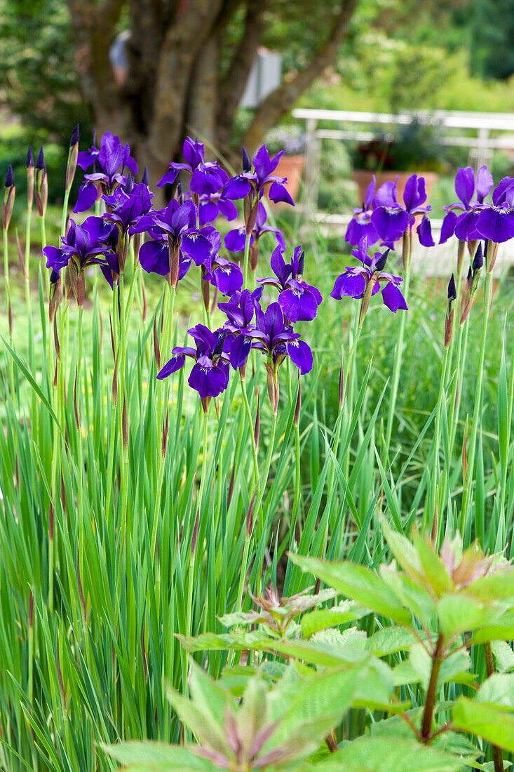 Iris sibirica 'Caesar'