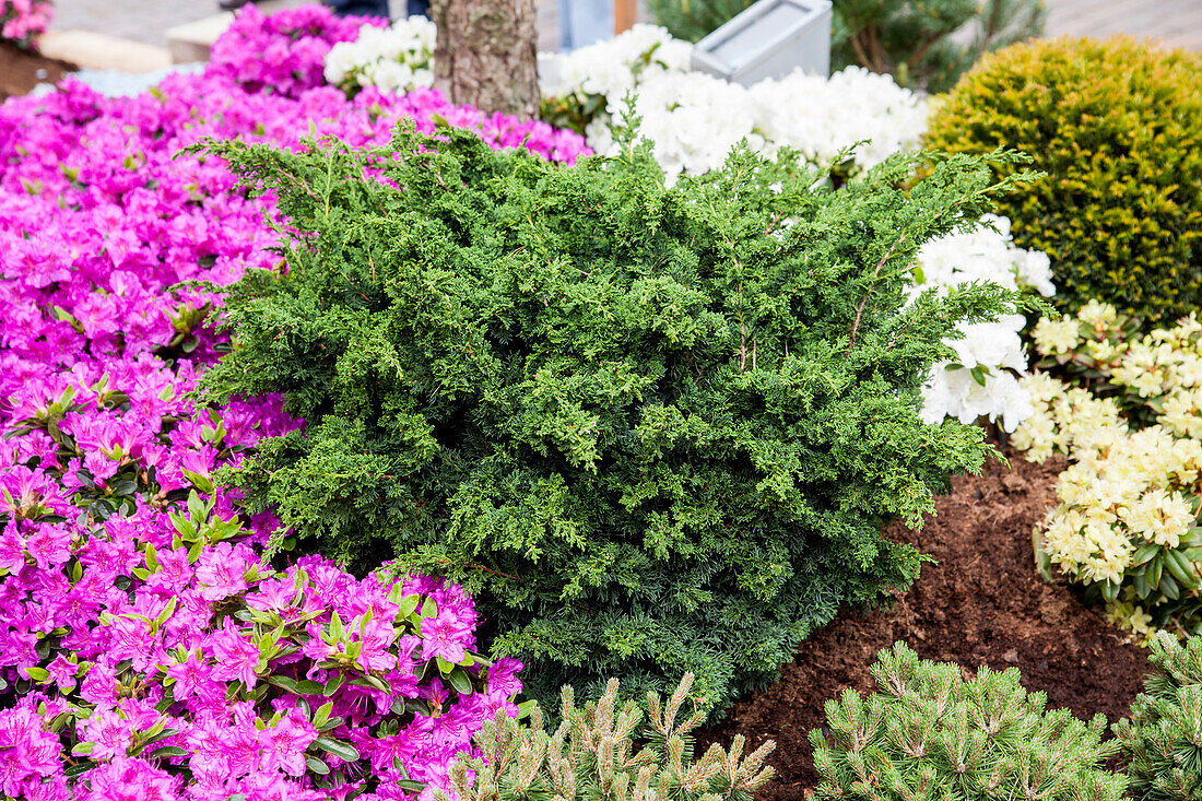 Juniperus chinensis 'Blaauw'