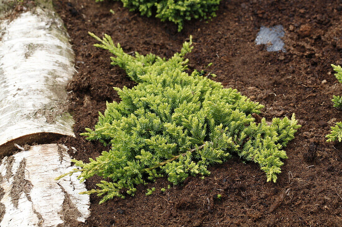 Juniperus procumbens 'Nana'