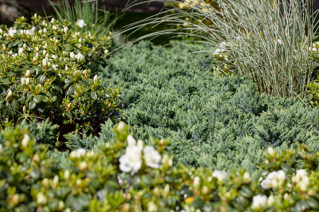 Juniperus squamata 'Blue Star'