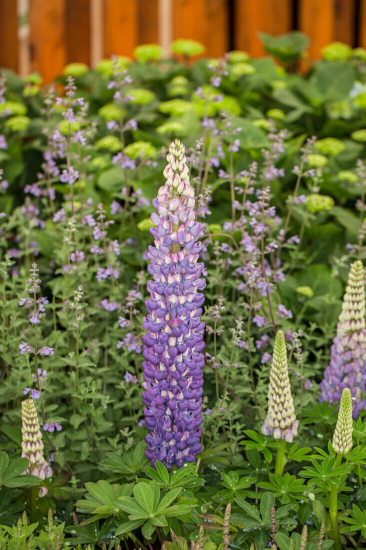 Lupinus polyphyllus 'Persian Slipper'®