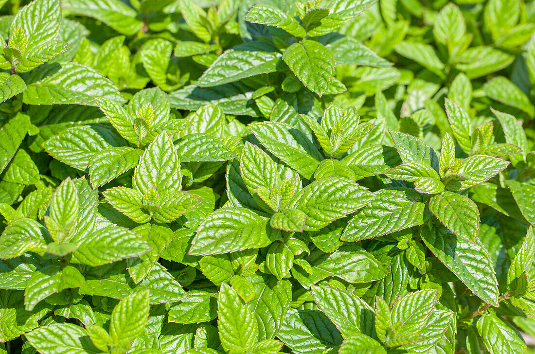 Mentha spicata 'Nane'