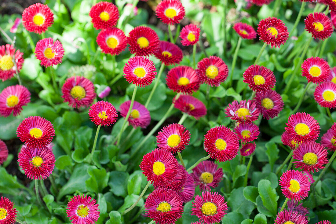 Bellis perennis 'Tasso', pink