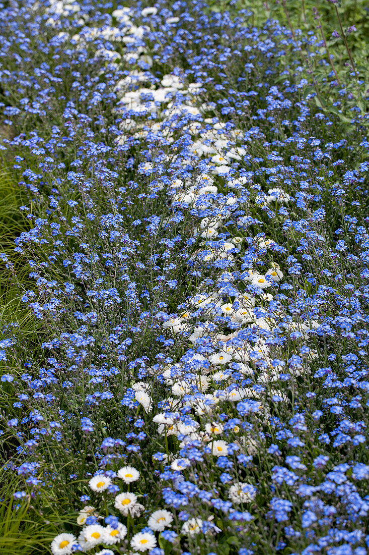 Bellis perennis and Myosotis sylvatica