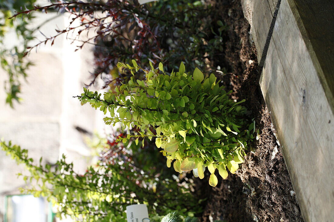 Berberis thunbergii Diabolicum