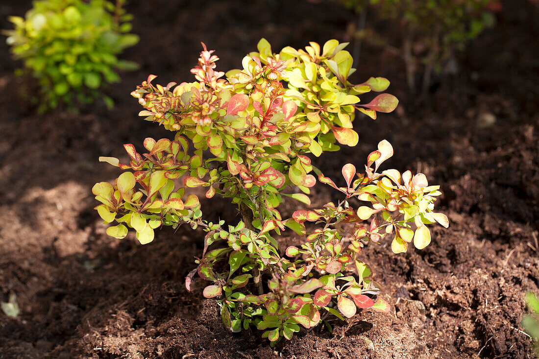 Berberis thunbergii