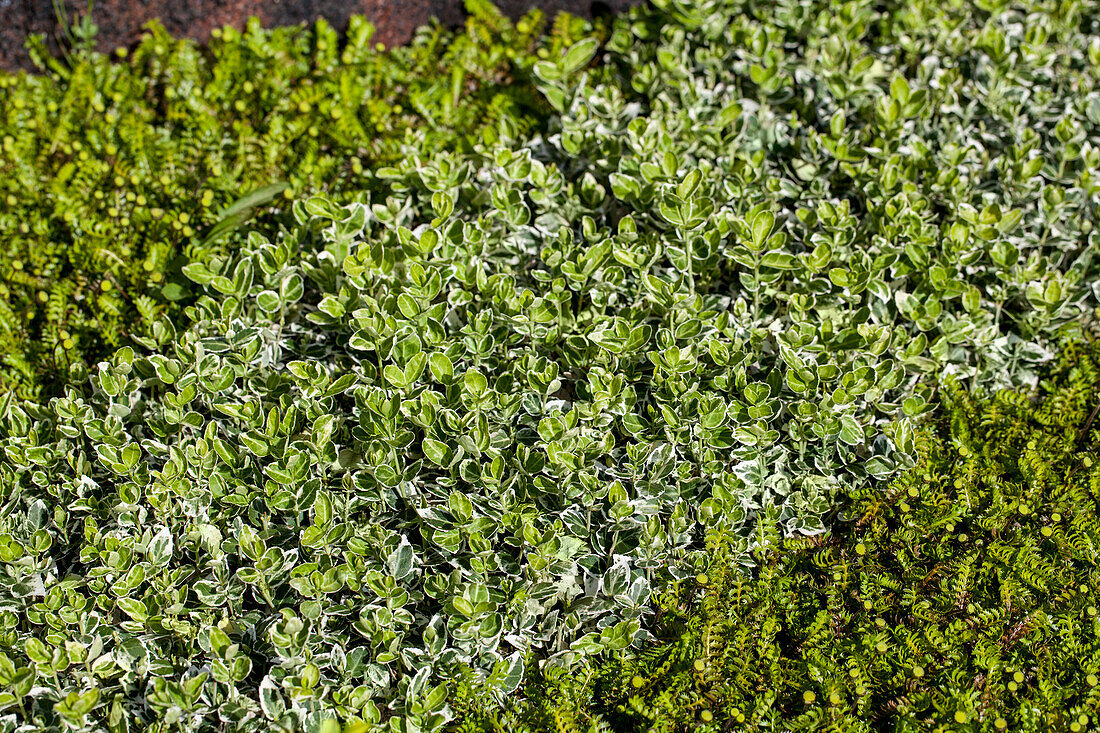 Euonymus fortunei