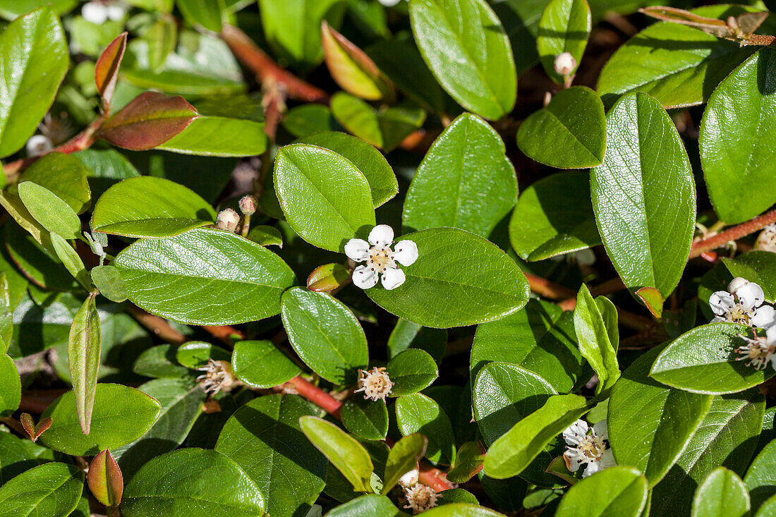 Cotoneaster dammeri