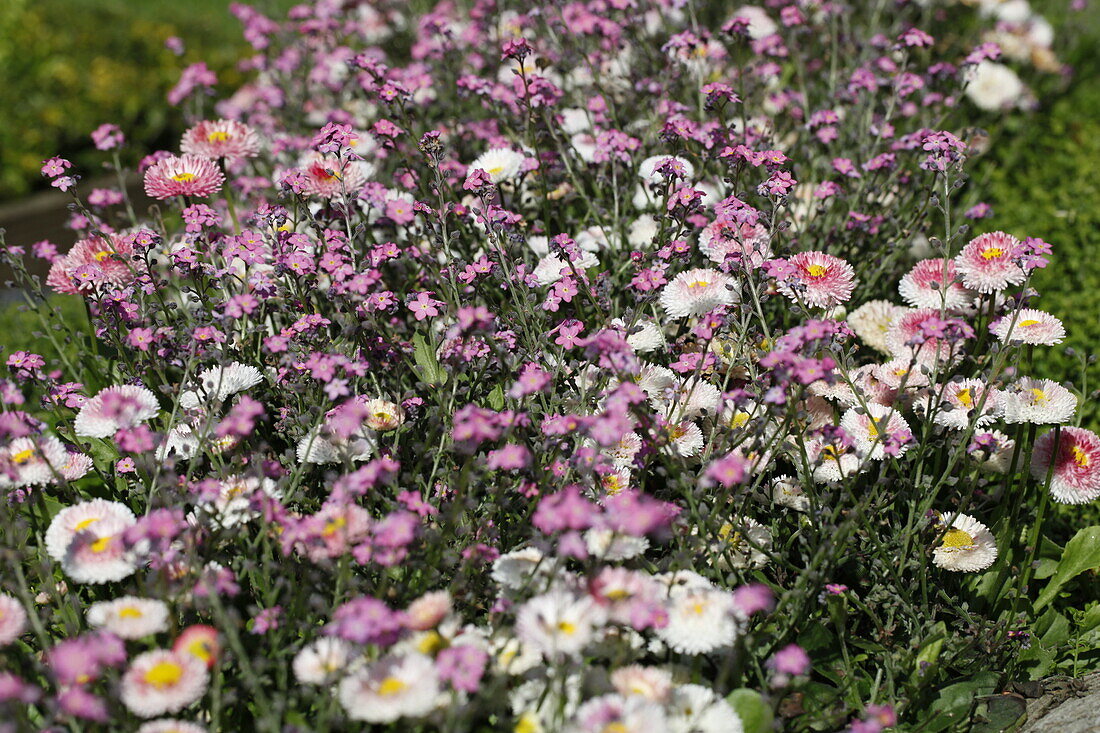 Myosotis, Bellis