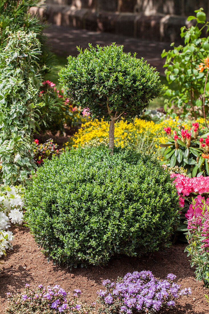 Buxus sempervirens var. arborescens, 2 Kugeln am Stamm