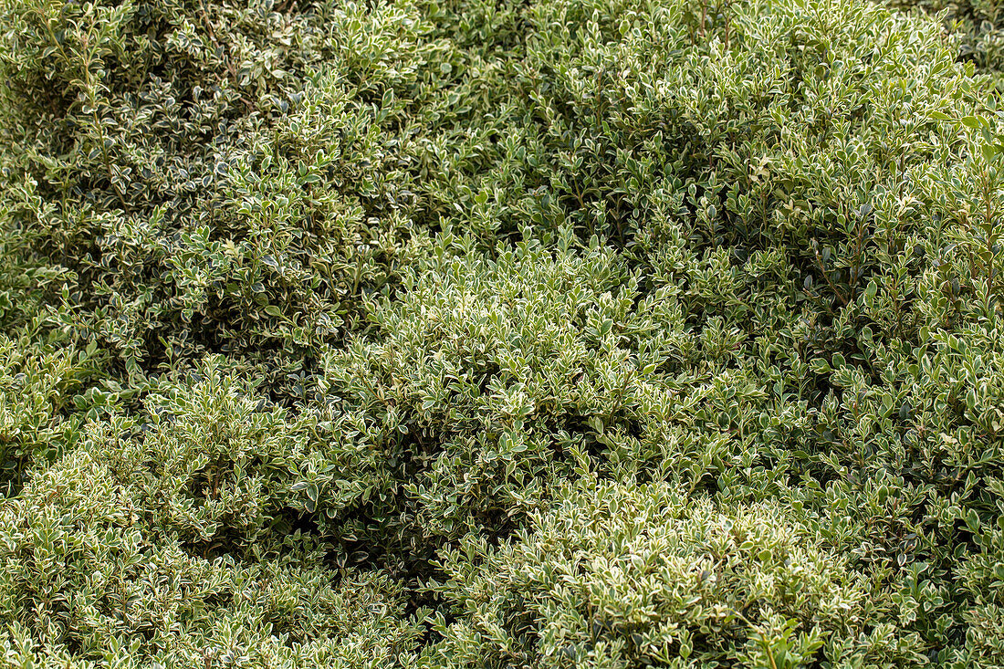 Buxus sempervirens 'Elegantissima'