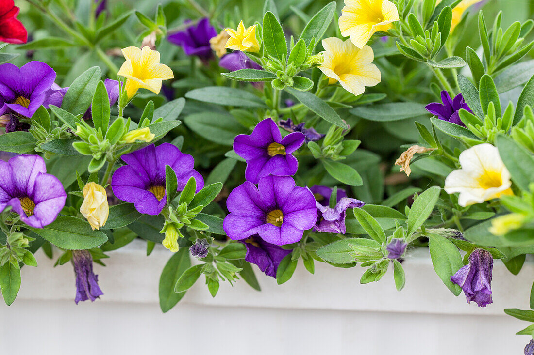 Calibrachoa