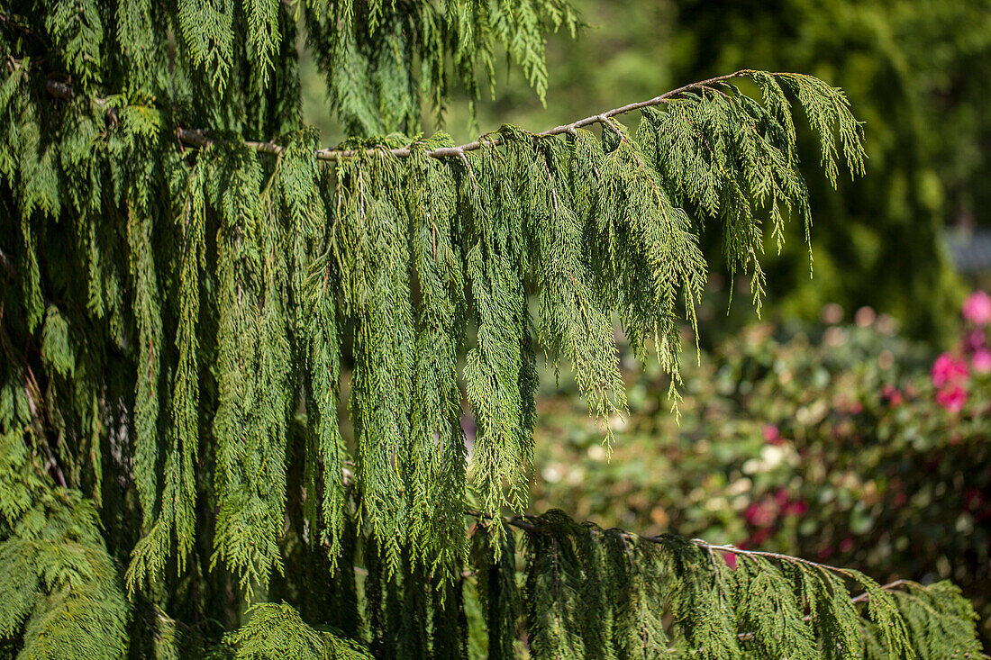 Chamaecyparis nootkatensis 'Pendula'