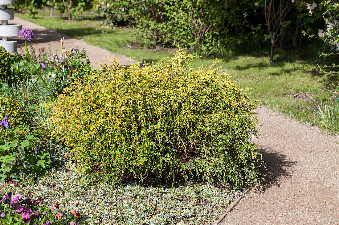 Chamaecyparis pisifera 'Filifera Aurea Nana'