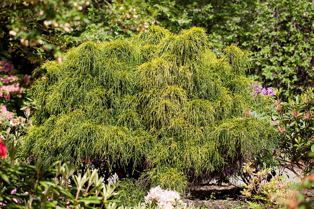 Chamaecyparis pisifera 'Nana', Bonsai