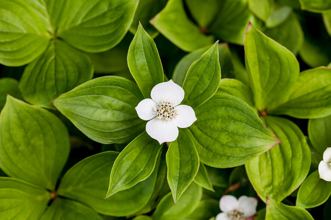 Cornus canadensis